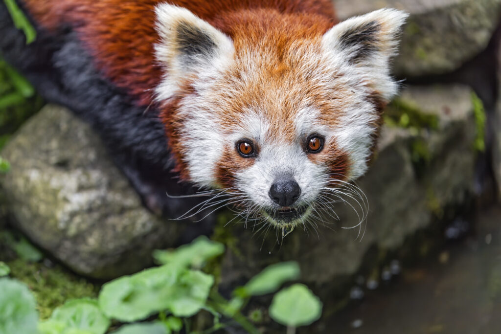 Vibrant Close-Up of a Red Panda in Nature's Lush Background Wallpaper