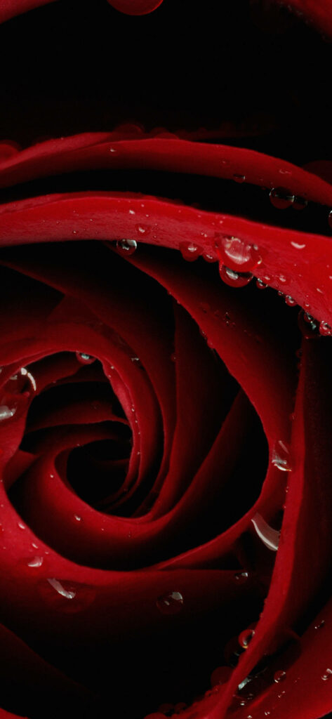 Vibrant Floral Symphony: A Captivating Macro View of a Red Rose on Red Iphone Display Wallpaper