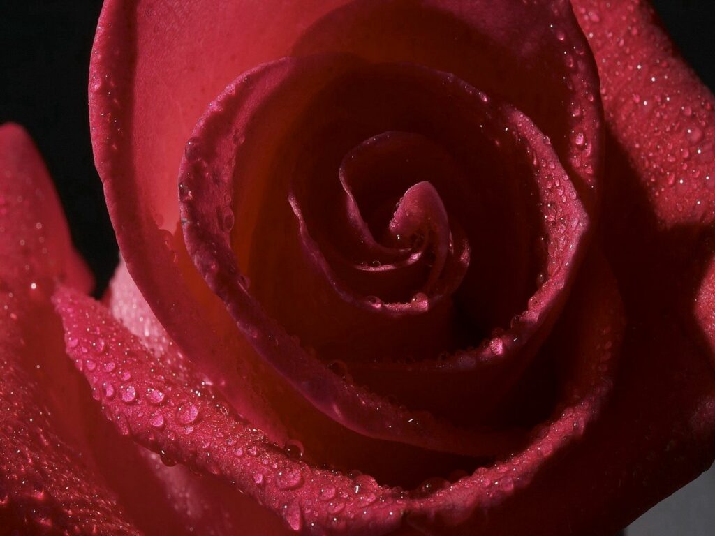Red Rose Close-Up: Glistening Petals & Captivating Light Wallpaper