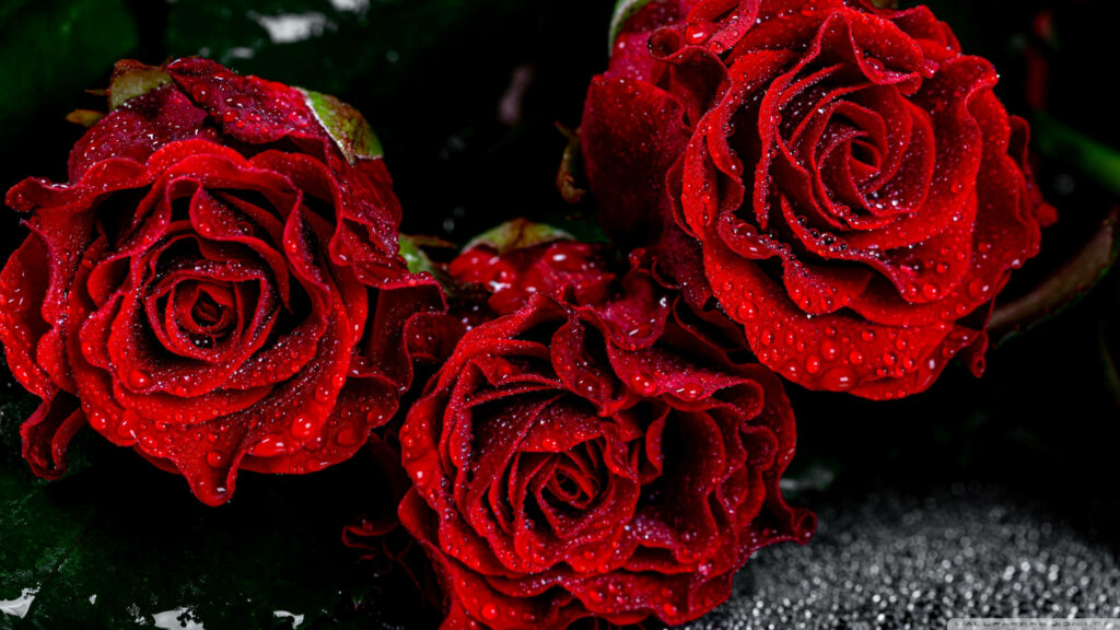 Refreshingly Beautiful: Red Roses with Glistening Water Droplets for Your Desktop Wallpaper - 2560 X 1440