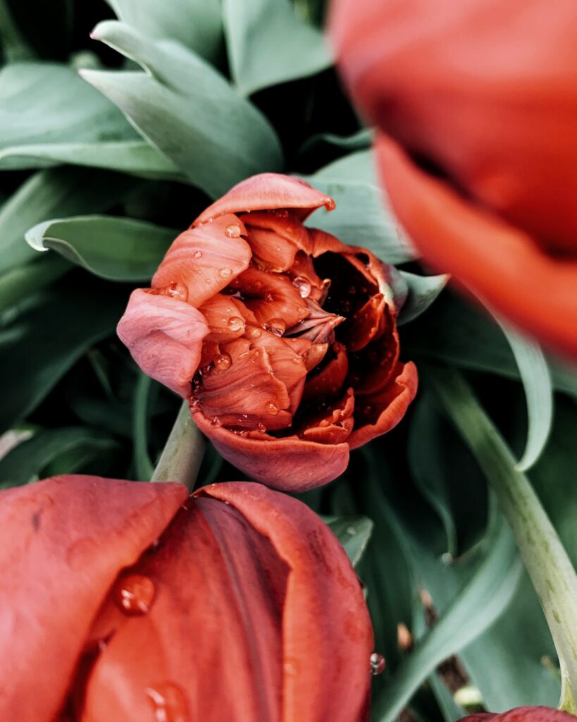 Vibrant Red Tulip with Dewdrops - Fresh Floral Wallpaper Background