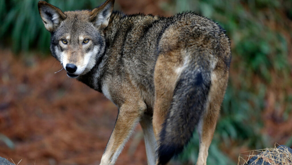 Intense Red Wolf Photography: Stunning Detail in Nature's Embrace Wallpaper