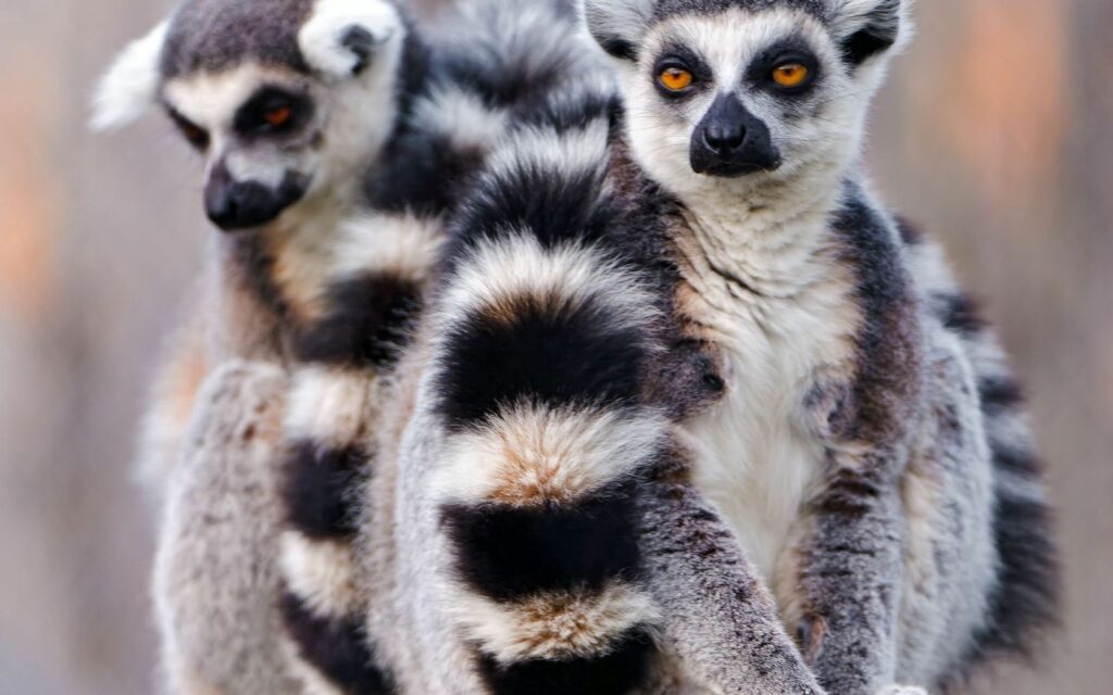 “Intimate Wildlife: Ring-Tailed Lemurs with Intertwined Tails Wallpaper”