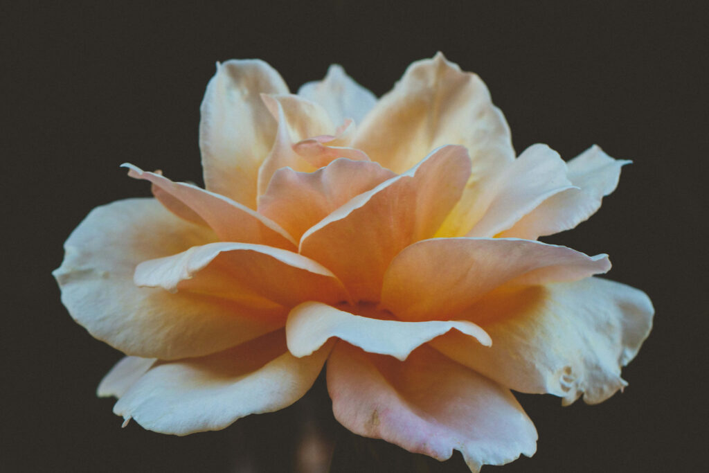Elegant Rosa 'Buff Beauty' Close-Up: Creamy Peach Petals & Dark Background Wallpaper