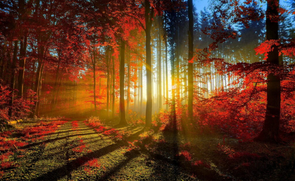 Vibrant autumn forest with radiant red leaves and golden sunlight streaming through tall trees Wallpaper