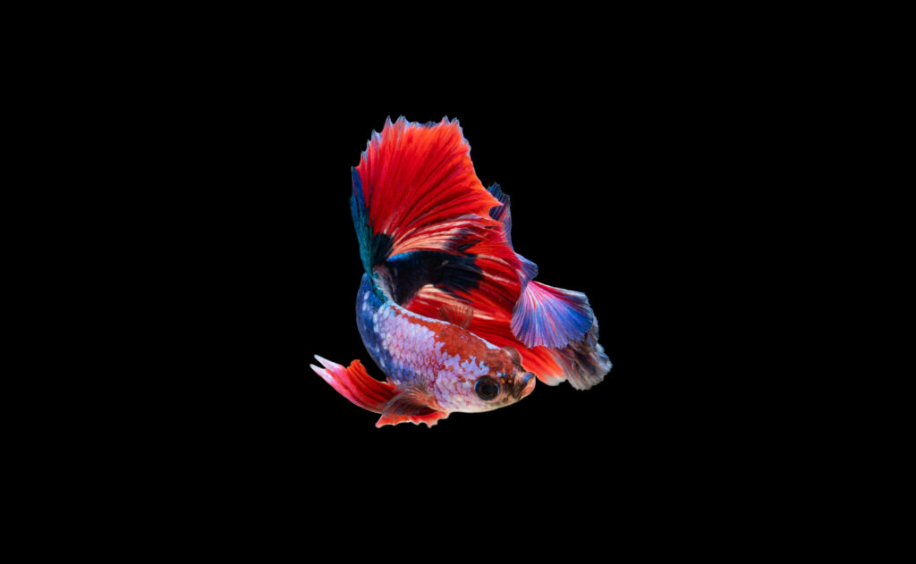 Dazzling Siamese Fighting Fish Captivating in 4K Ultra HD - Stunning Fish Photography on Black Canvas Wallpaper