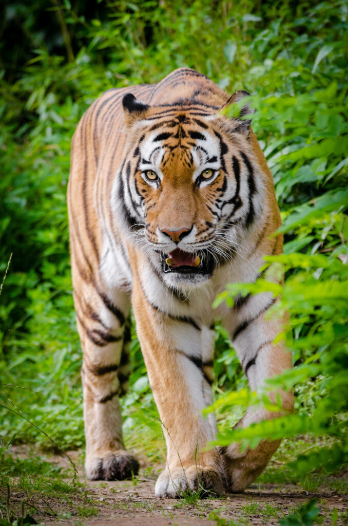 Majestic Siberian Tiger Wallpaper in Lush Greenery - HD Background