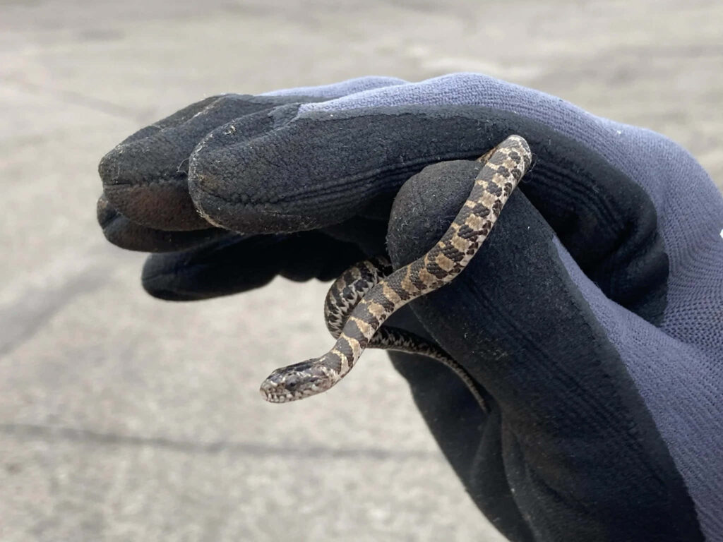 Elegant Snake in Hand: Intricate Patterns on Neutral Background Wallpaper