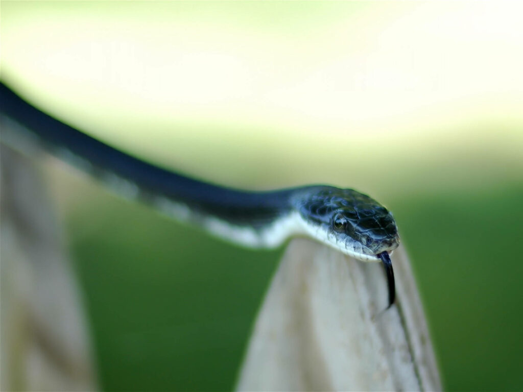 Captivating Snake Wallpaper: Intimidating Reptile on Green Blur