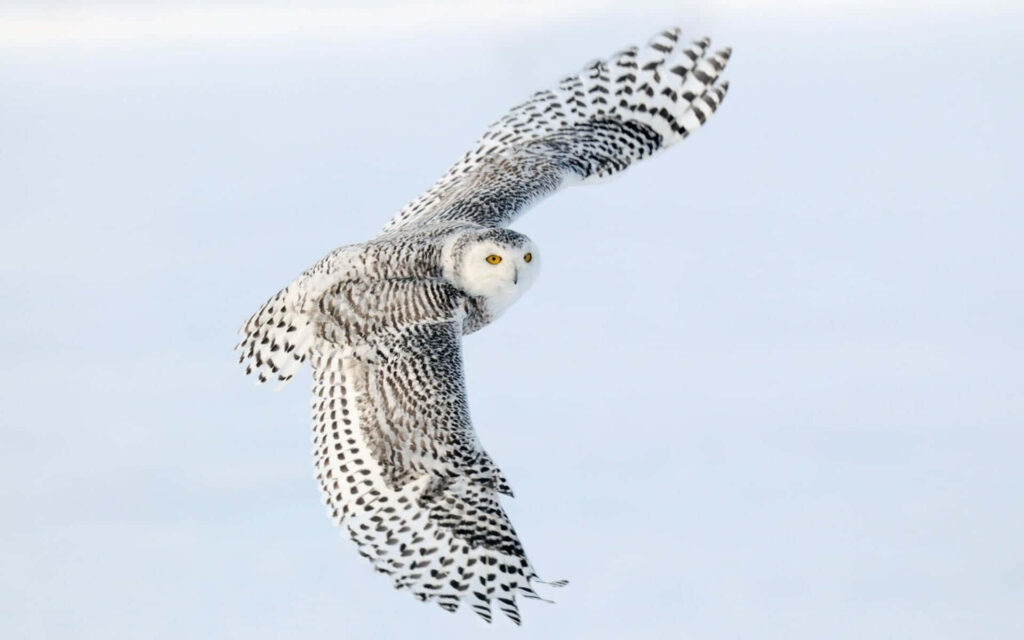 Elegant Snowy Owl Wallpaper in Serene Winter Landscape - Nature's Beauty