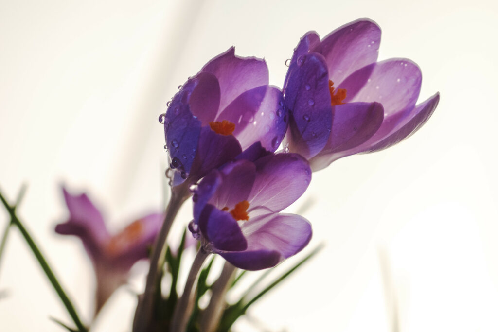 Stunning Macro Purple Crocus Wallpaper with Water Droplets