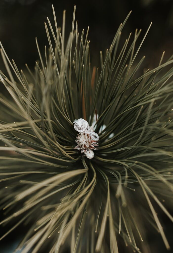 Sparkling Ring on Spruce Branch: Captivating Wallpaper Background