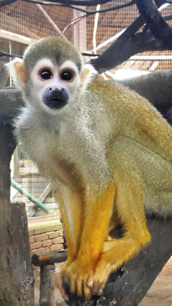 Curious Squirrel Monkey on Branch - Captivating Nature Wallpaper