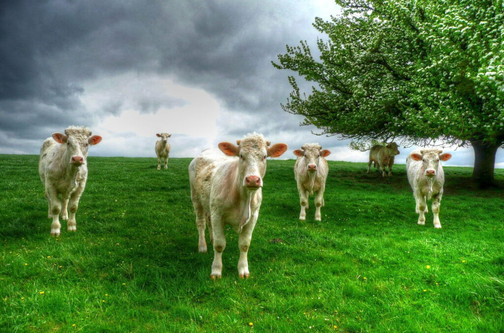 Serene Pastoral Encounter: Majestic Cow Gazing at a Tree on a Lush Green Meadow Wallpaper