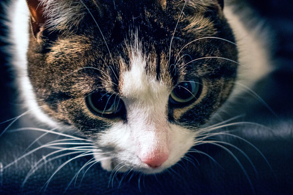 Close-Up of Striped Cat: Captivating Muzzle & Intense Gaze Wallpaper