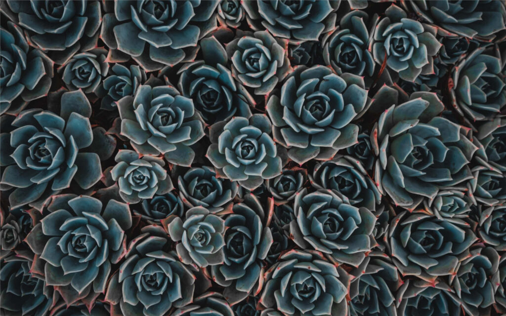 Captivating Succulent Wallpaper: Modern Greenish-Blue & Black Design