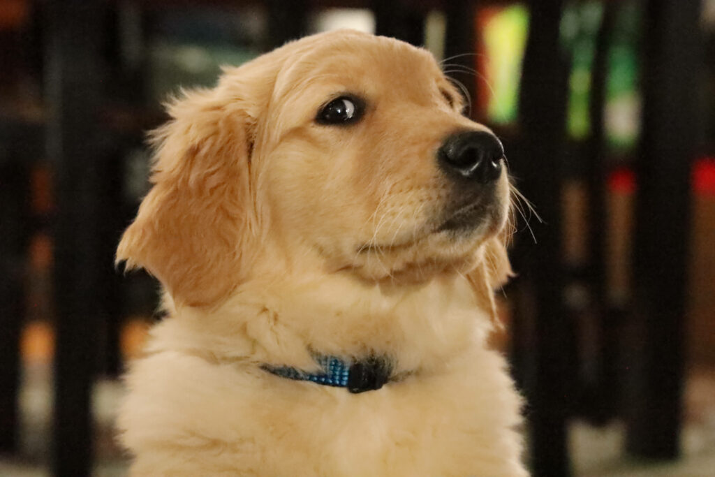 Questioning and Uncertain: A Curious Golden Retriever Puppy Sporting a Blue Collar Wallpaper