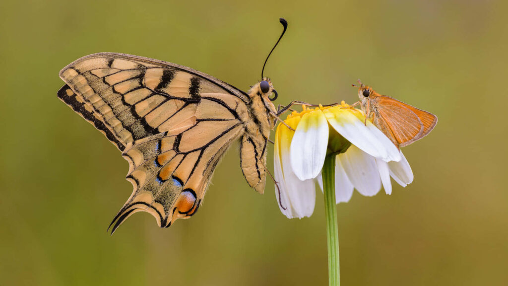 Stunning Butterfly Wallpaper: Swallowtail & Skipper on Daisy