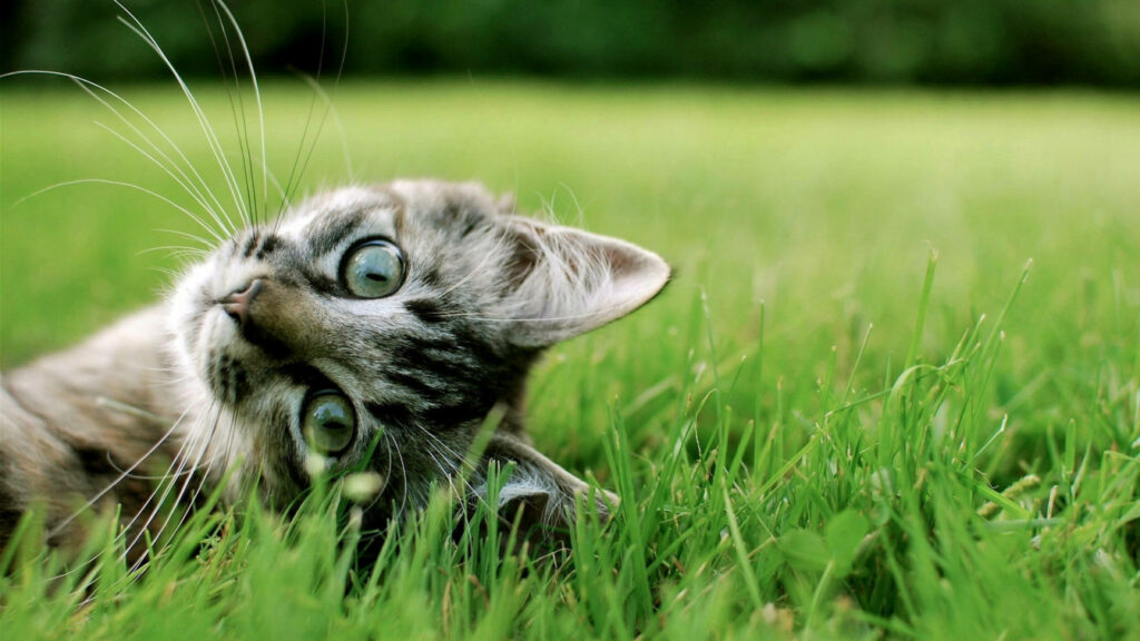 Curious Tabby: Adorable feline posing on lush green grass, captivating the camera's attention in HD Wallpaper