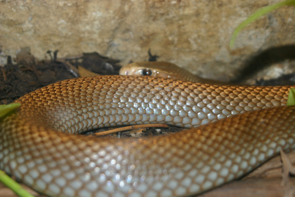 Stunning Taipan Snake Wallpaper: Elegant Scales & Natural Beauty