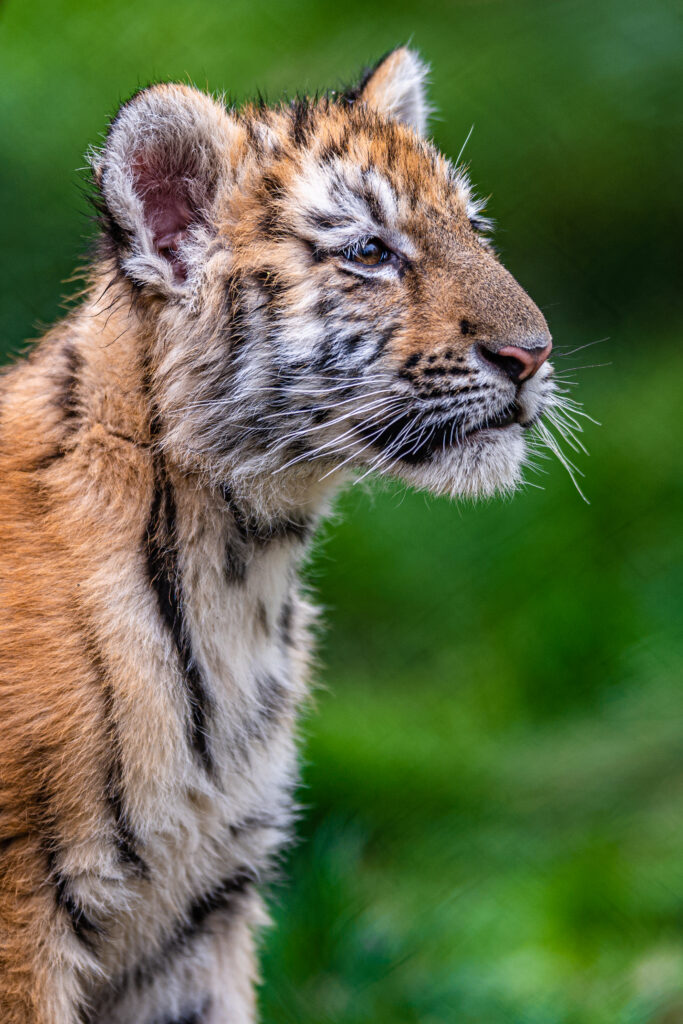Cute Tiger Cub Wallpaper: Innocent Charm on Lush Green Background