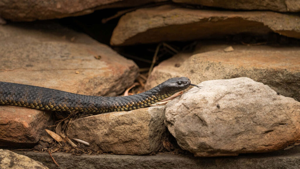 Tiger Snake Wallpaper: Stunning Scales Amid Rugged Rock Background