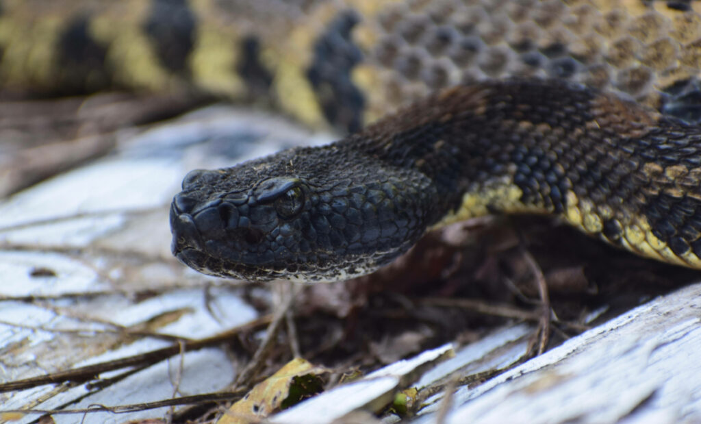 Stunning Timber Rattler Snake Wallpaper: Black & Yellow Scales Design
