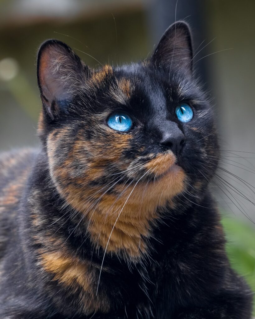 Charming Tortoiseshell Cat with Blue Eyes - Feline Wallpaper