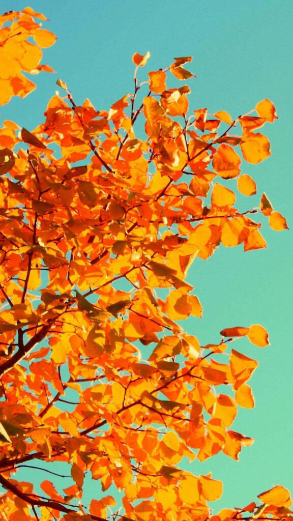 Inspiring iPhone Background Photo: Captivating Tumblr Photography Wallpaper