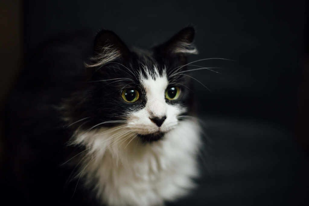 Enchanting Tuxedo Cat Wallpaper: Luxurious Fur & Striking Eyes