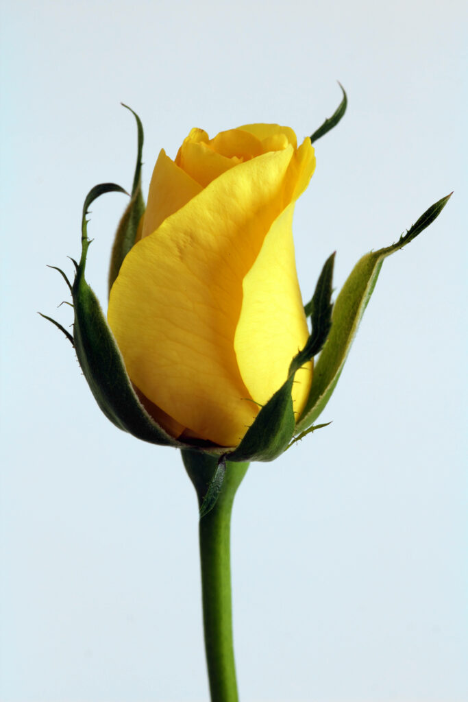 Captivating Sunflower Close-up: The Perfect Wallpaper for the Coolest iPhone Homescreen