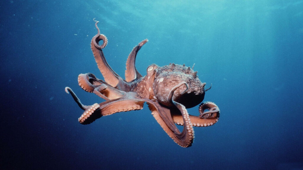 Captivating Underwater Octopus Wallpaper - Elegant Sea Scene Background