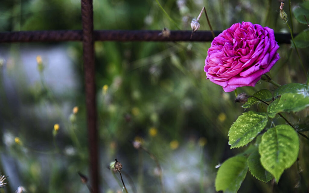Romantic Blooms: High-Resolution Background of Valentine's Day Roses Wallpaper