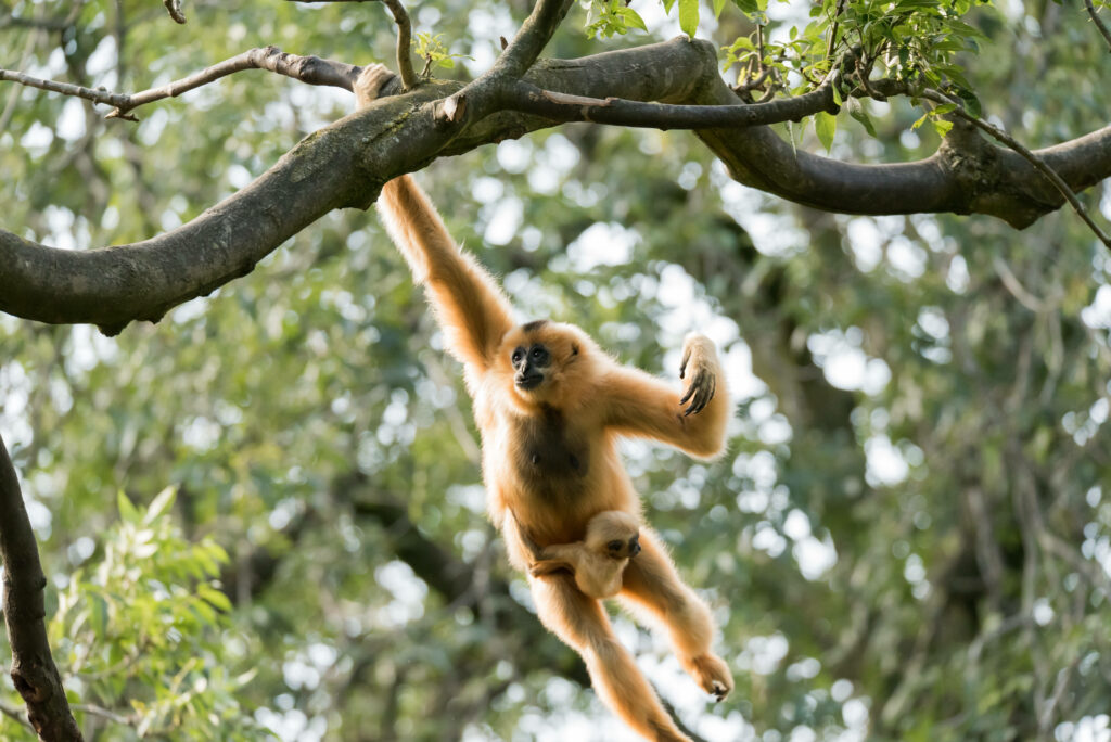 Nature Bond: Brown Gibbon and Cub Embrace on Tree Branch Wallpaper