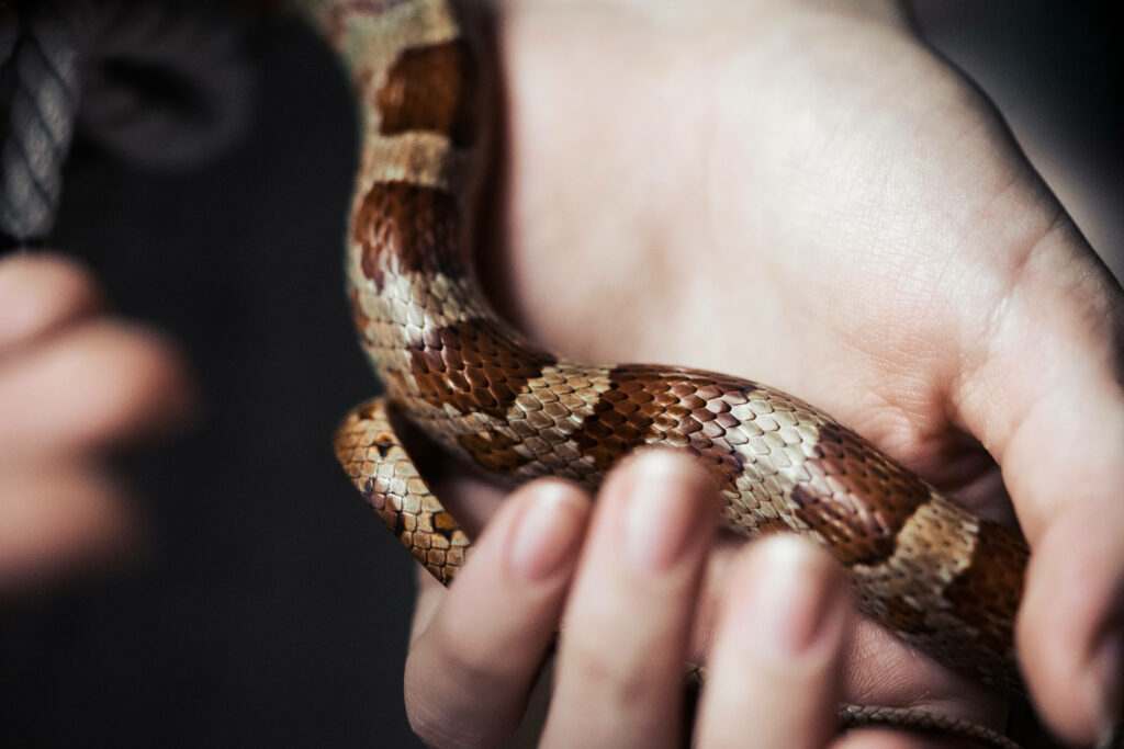 Intricate Snake Scales: A Delicate Balance of Wildlife & Human Touch Wallpaper