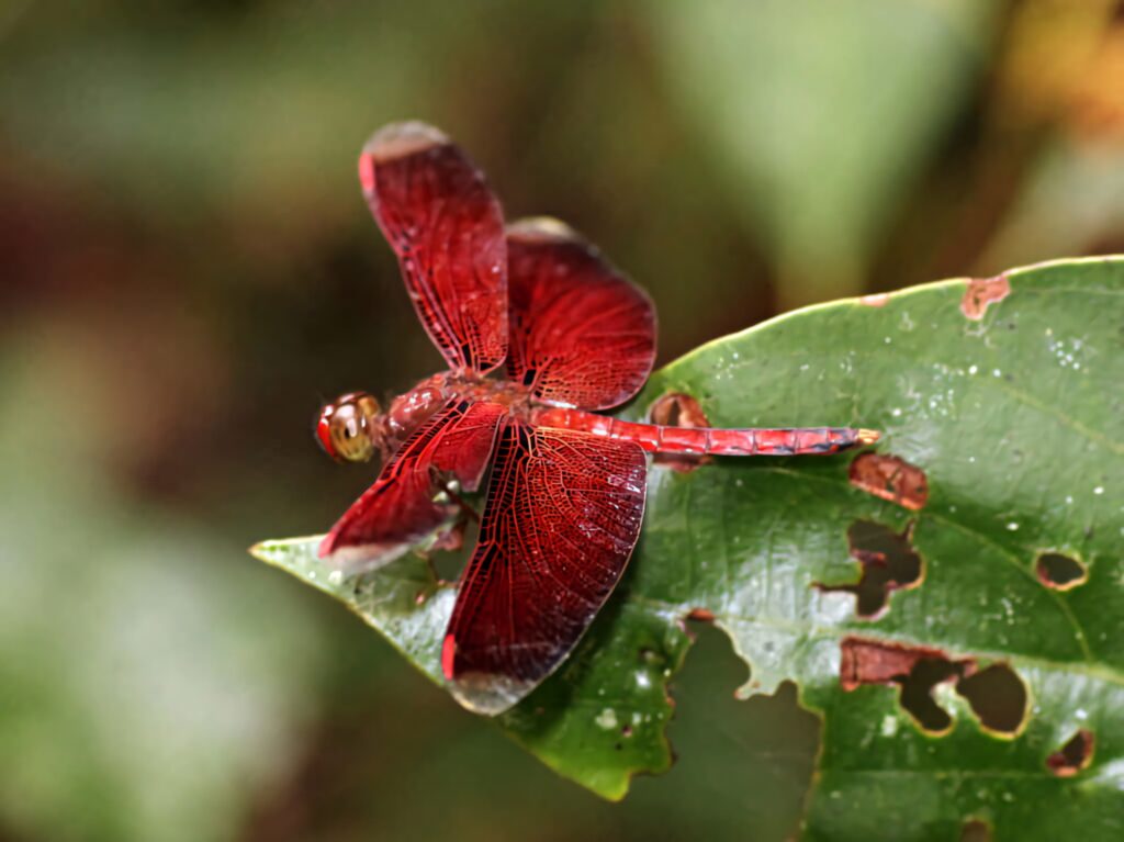 Vivid Red Dragonfly on Green Leaf - Stunning Wallpaper Background