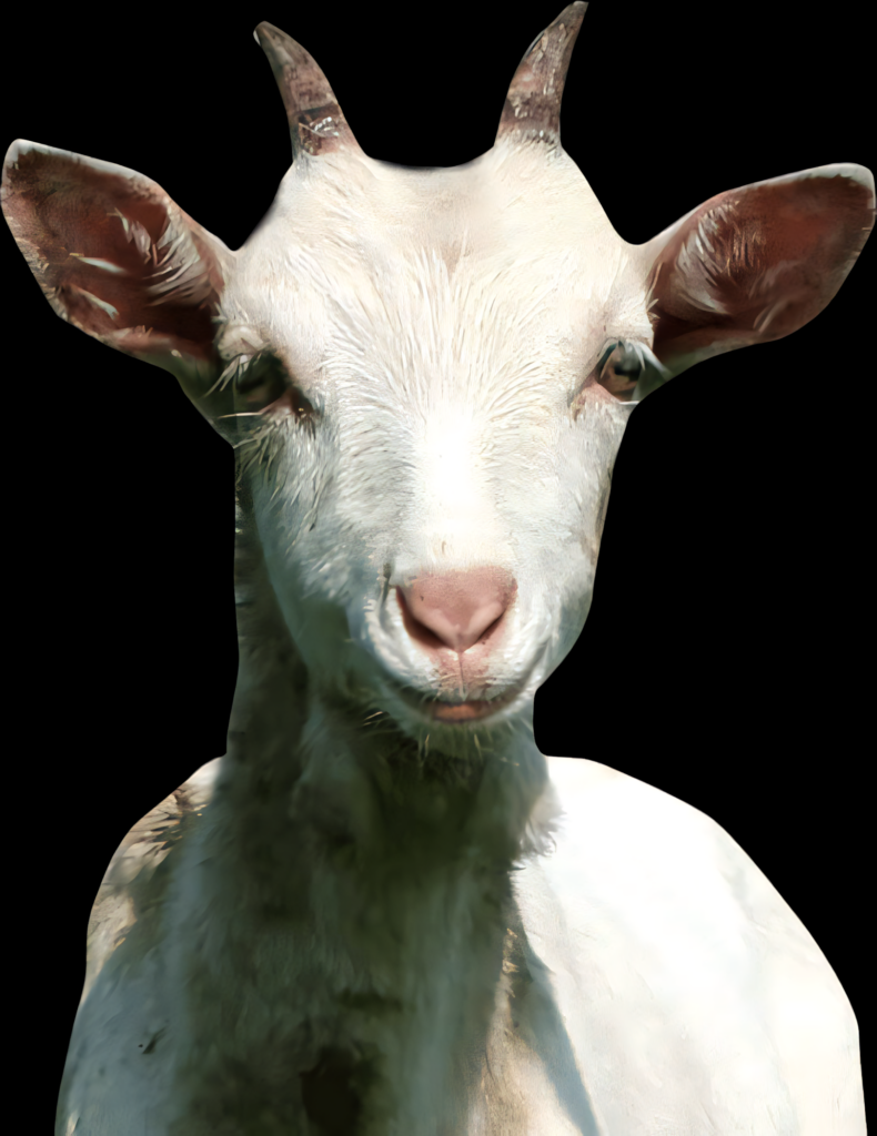 Serene White Goat Portrait Wallpaper - Captivating Natural Beauty