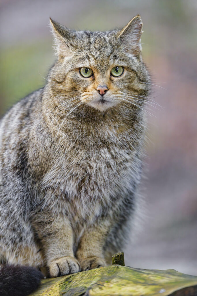 Captivating Wild Cat Wallpaper with Stunning Fur and Serene Background