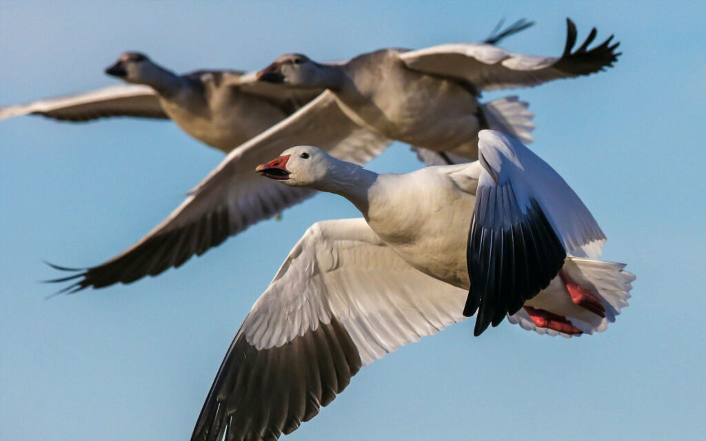 Wild Geese Soaring Over Serene Water - Captivating Nature Wallpaper