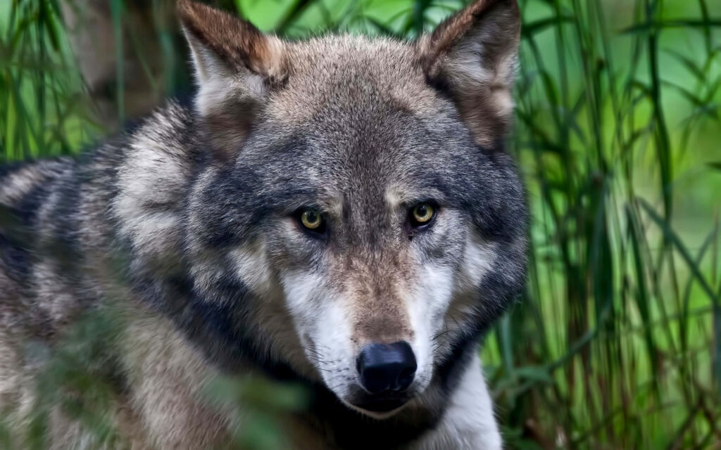 Wild Wolf Portrait in Lush Green Forest - Nature's Untamed Beauty Wallpaper