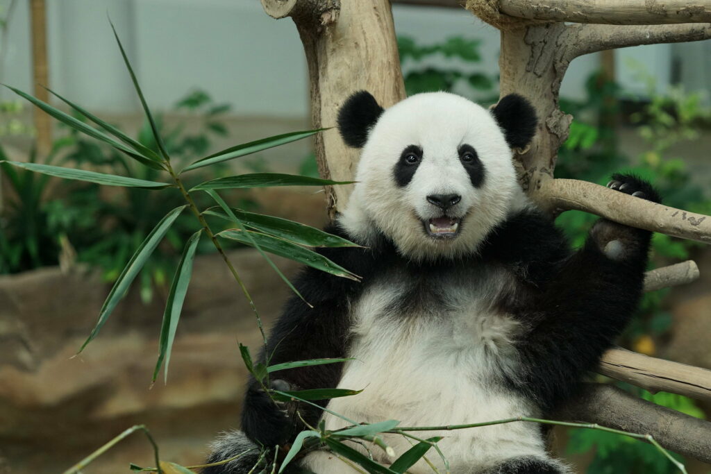 Panda Majesty: A Captivating Wildlife Portrait in QHD Splendor Wallpaper