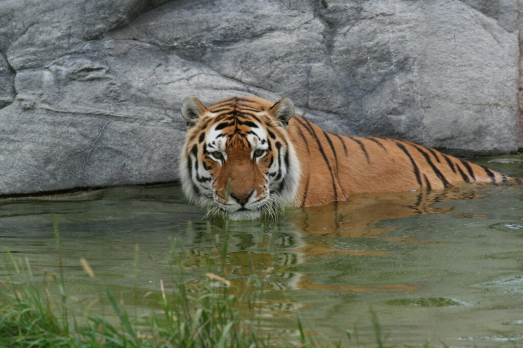 Majestic Tiger in its Natural Habitat: A Striking High-Definition Wildlife Wallpaper