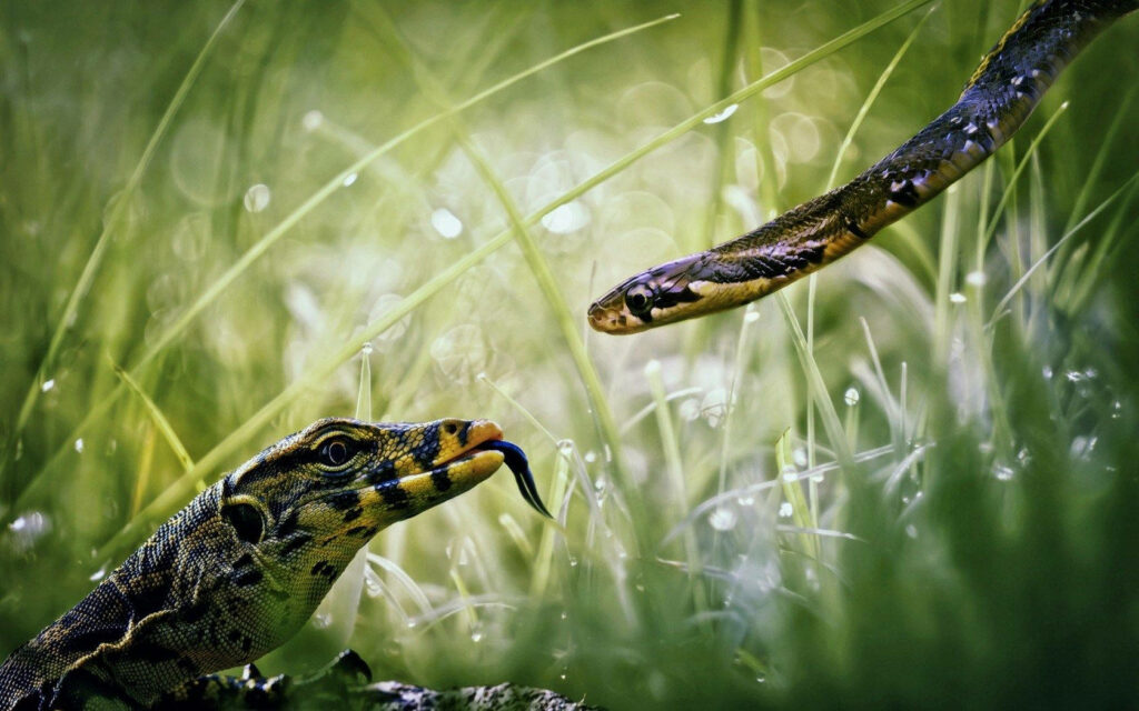 Monitor Lizard & Snake Interaction Wallpaper - Lush Wildlife Background