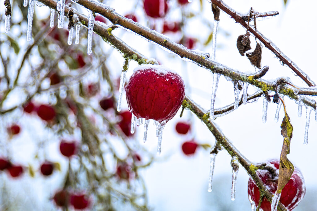 Vibrant Red Apples in Icy Winter Scene - Stunning Wallpaper