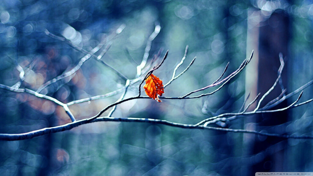 Winter's Warm Embrace: A Captivating 1920x1080 HD Desktop Wallpaper Featuring an Orange Foliage-laden Branch Tree