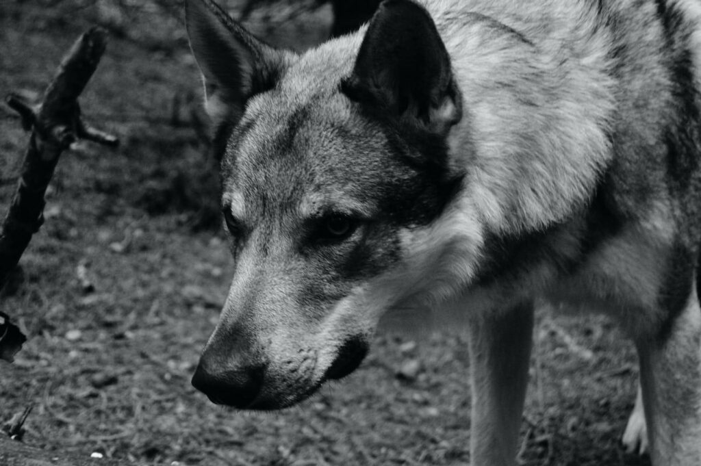 Captivating Grayscale Wolf Wallpaper with Intense Gaze and Forest Background