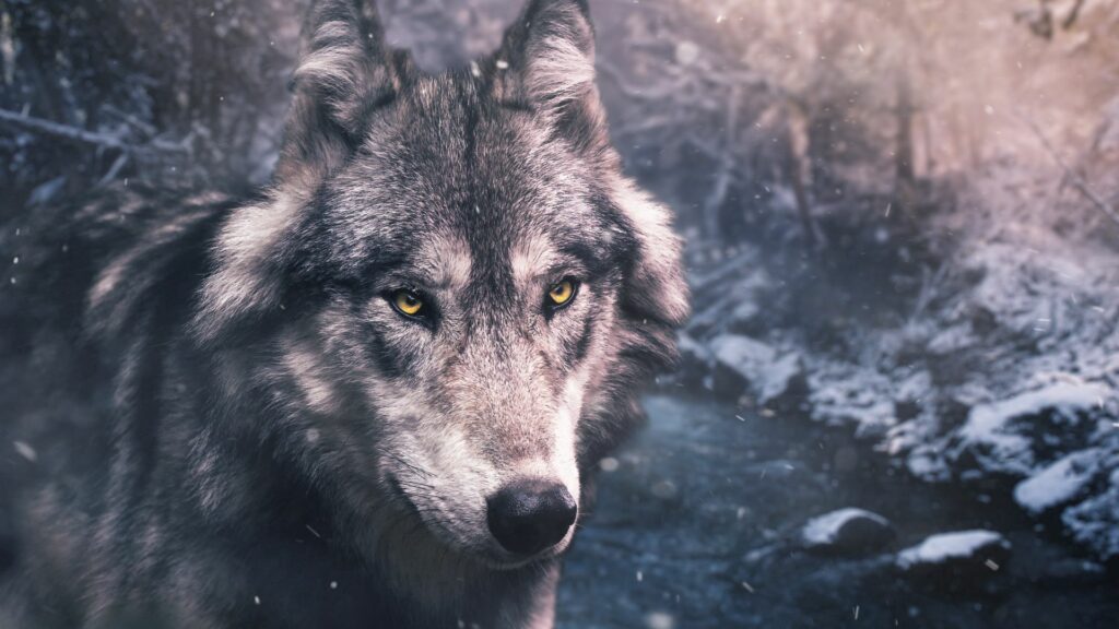 Stunning Wolf Close-Up Wallpaper in Serene Snowy Wilderness