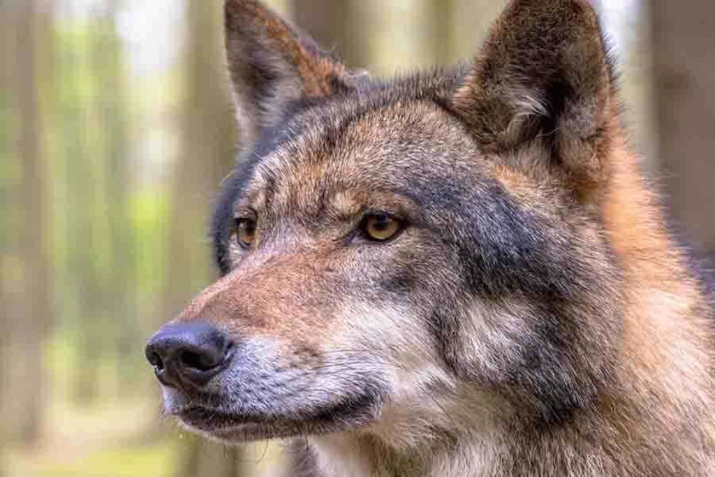 Captivating Wolf Close-Up Wallpaper in Enigmatic Woodland Setting