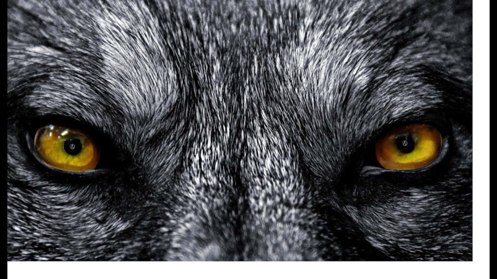 Captivating Wolf Wallpaper: Intense Golden Eyes & Dark Fur