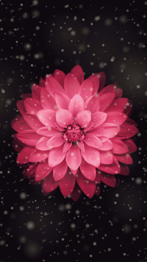 Pink Flower on Dark Black Background Wallpaper